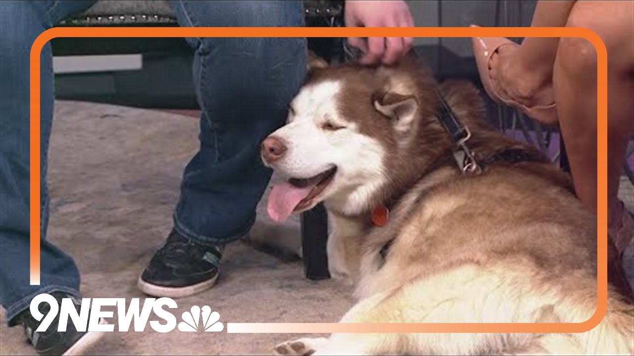 Meet Mousetrap the dog!