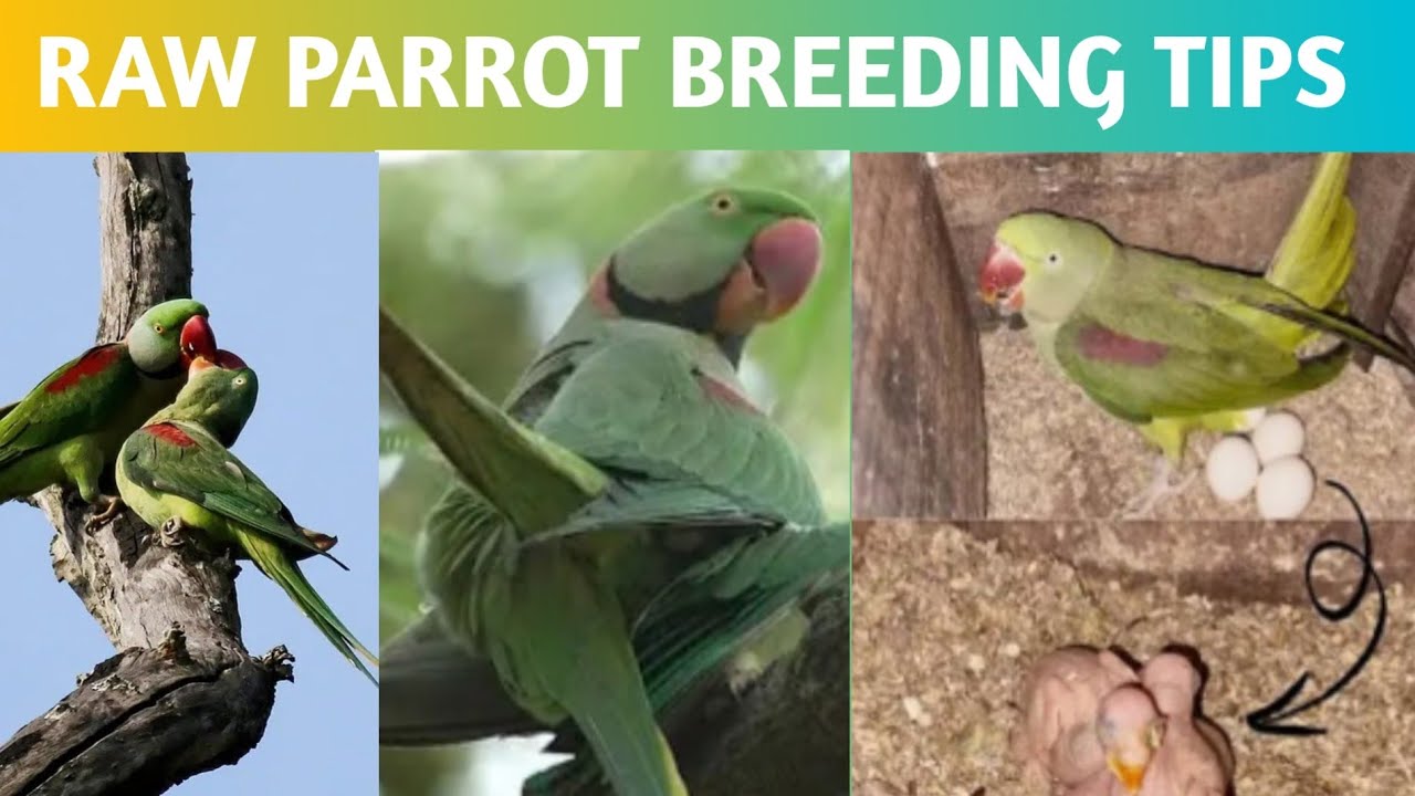 Alexander  parrot breeding tips| raw parrot breed kab karte hai|age,cage,bow|Umair birds breeding