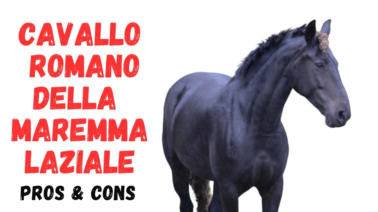 Cavallo Romano della Maremma Laziale  Pros and Cons -  Advantages and Disadvantages