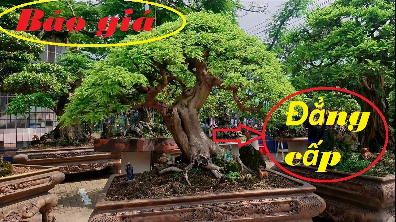 b&aacute;o gi&aacute; bonsai đẹp, những c&acirc;y me đẹp v&agrave; gi&aacute; trị | Hiếu bonsai