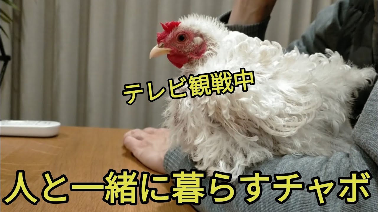 元気ハツラツ！逆毛チャボのピィちゃん！