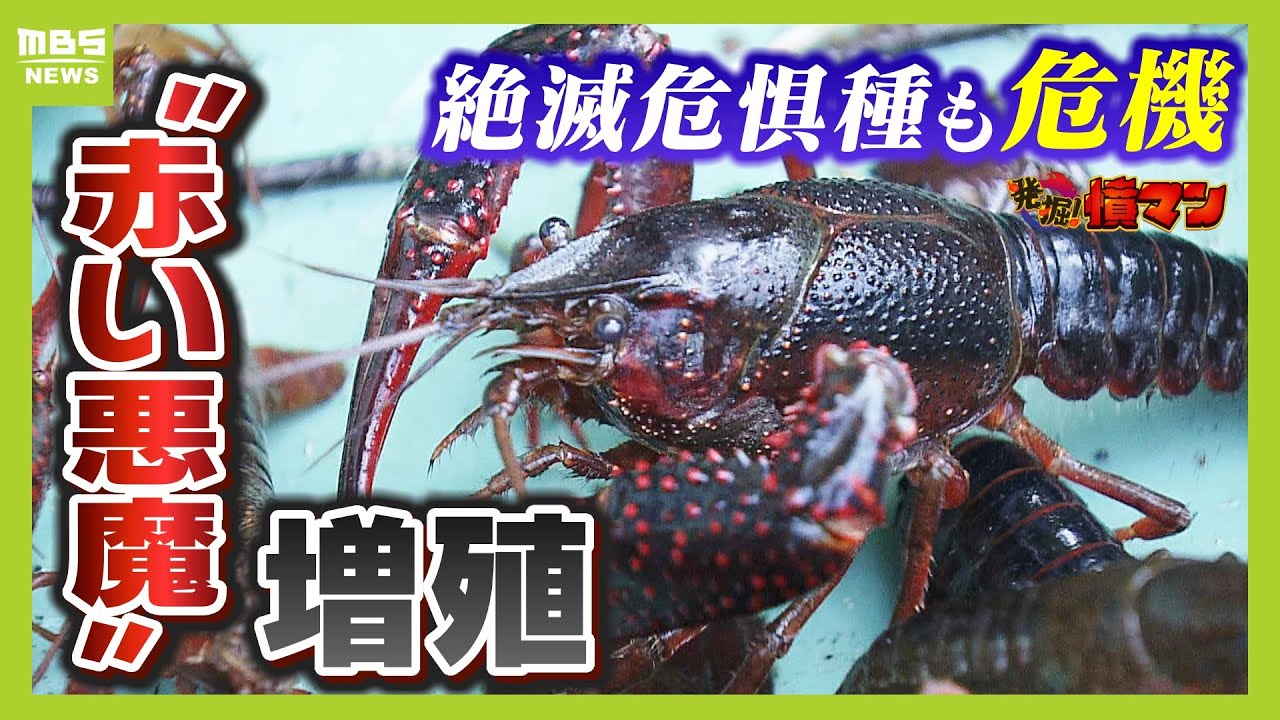 【赤い悪魔】増殖！生態系を壊すアメリカザリガニ駆除現場にカメラが密着...捕獲したザリガニは