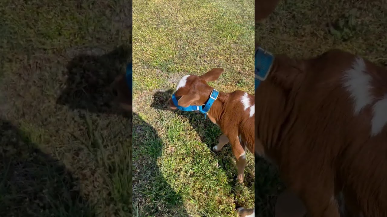 2wk old baby Zebu bull. #farmlife #babybull #zebu