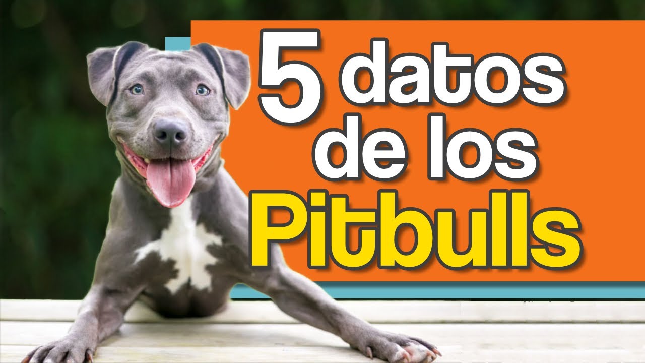 5 Cosas que Debes Saber del Pitbull – El Caso de Roy