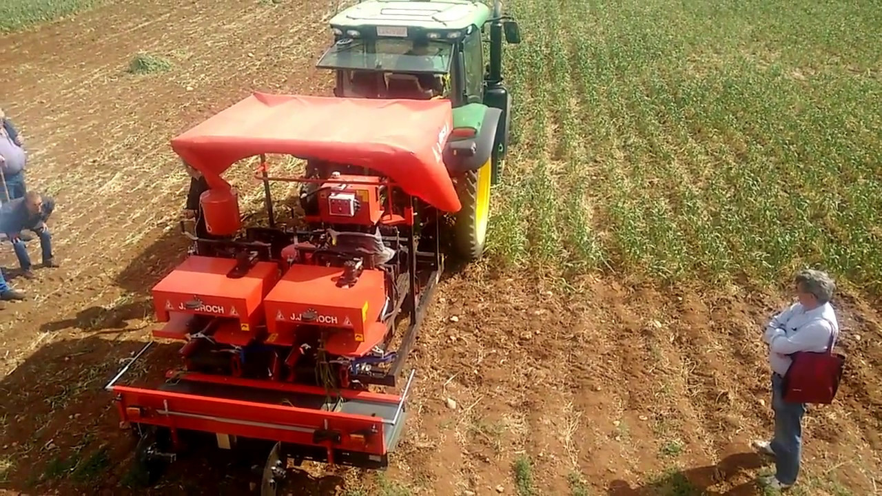 Arrancando ajos en Demoagro 2017