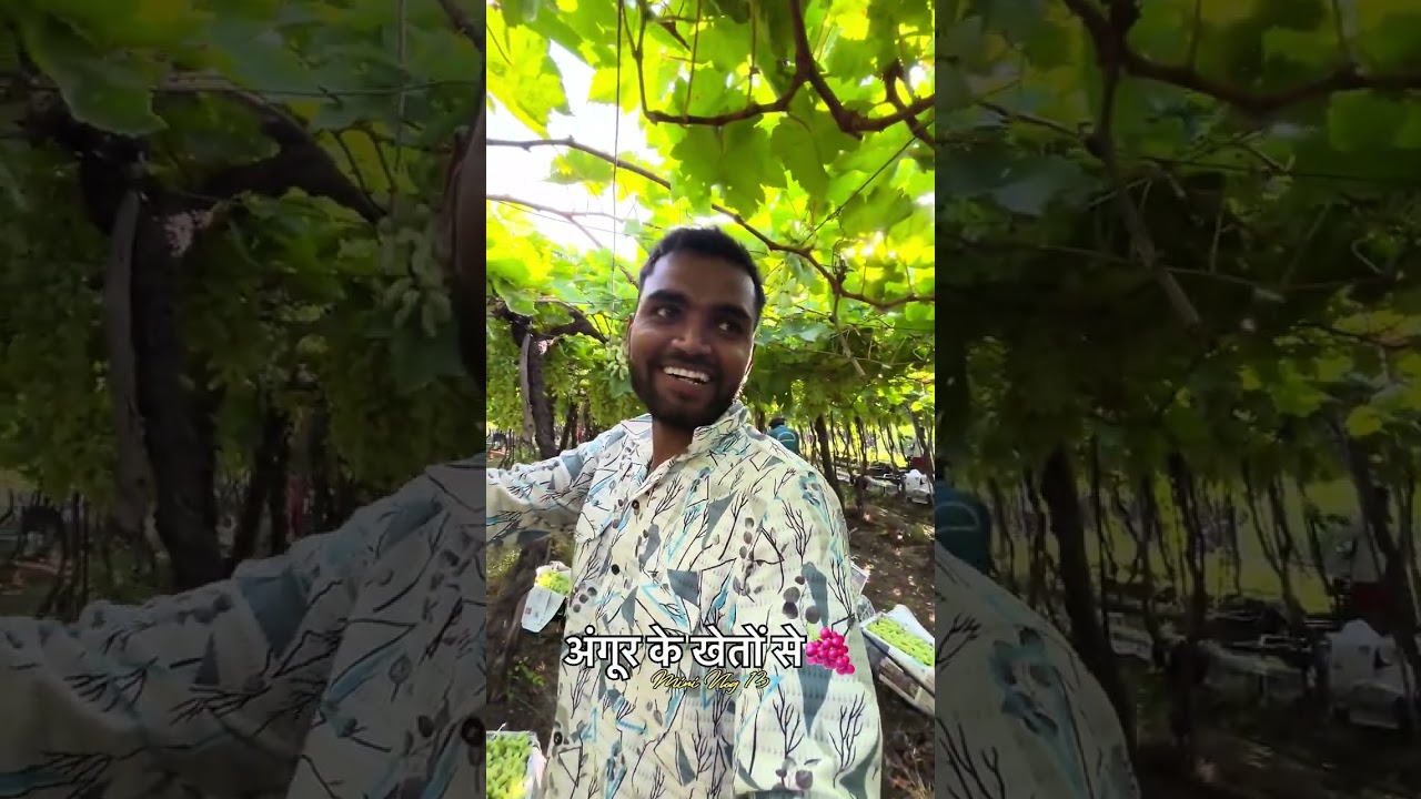 अंगूर के खेतों से🍇 #Pahadibande #minivlog #fruits 