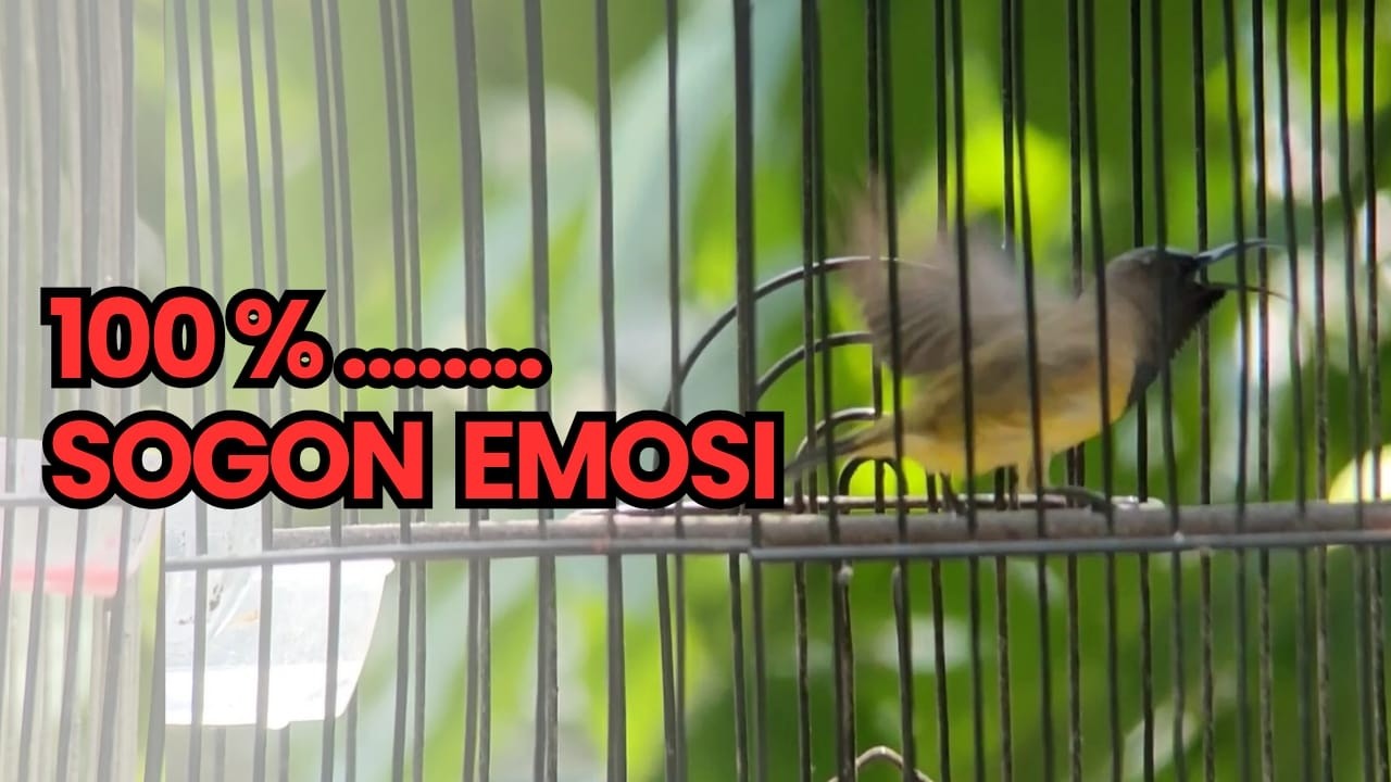 SUARA BURUNG SOGON} SUPER RAJIN — Terapi Biar Gacor Maksimal