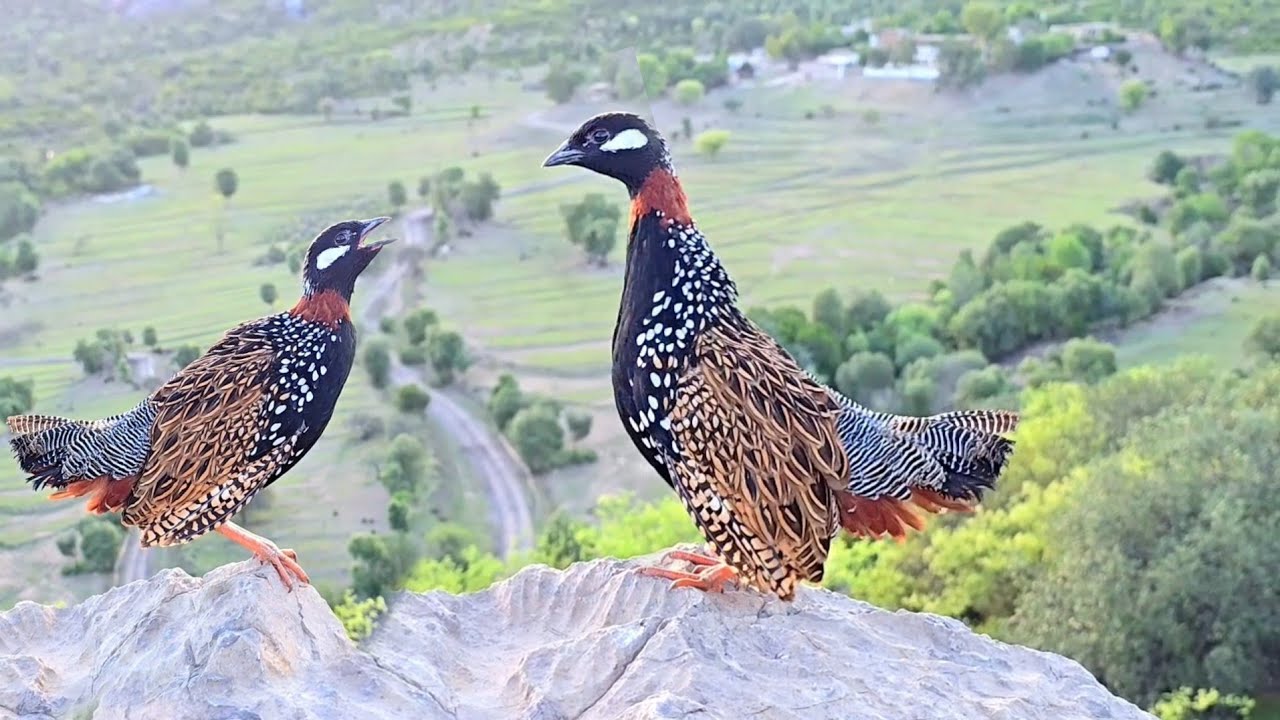Desi Kala Teetar ki Awaz | Blackfrancolin Voice