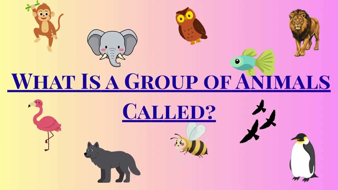 Did you know, what a group of animals called ??