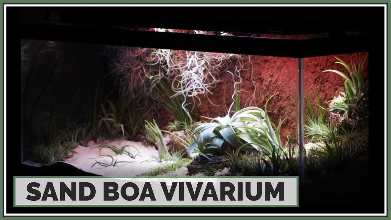 Building a Kenyan Sand Boa Vivarium