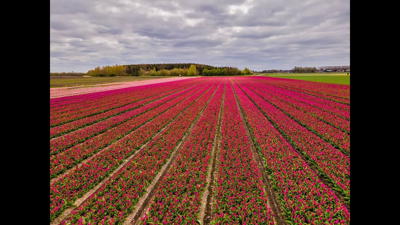 Tulpenveld in Valthe🌷