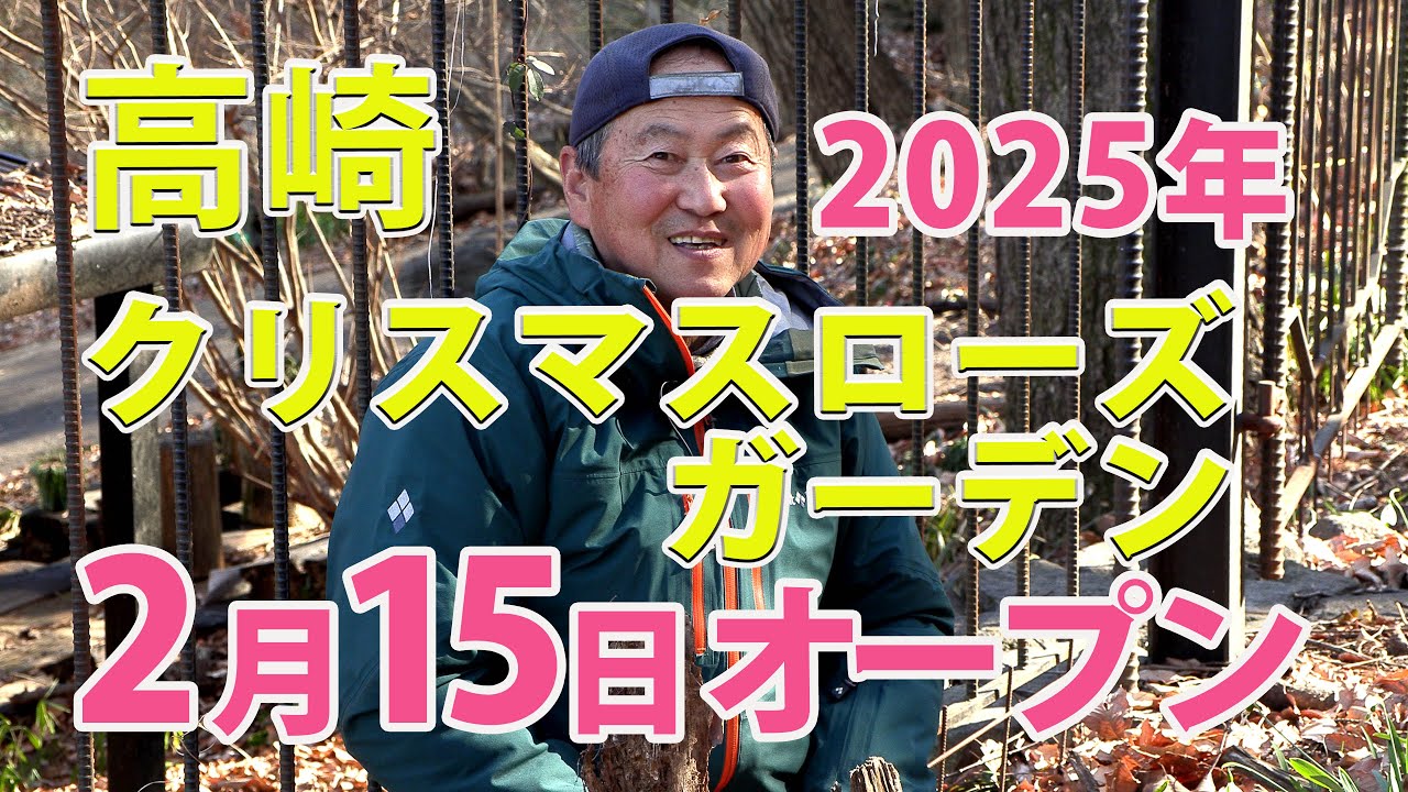 2025.02.15　高崎クリスマスローズガーデンオープンしました
