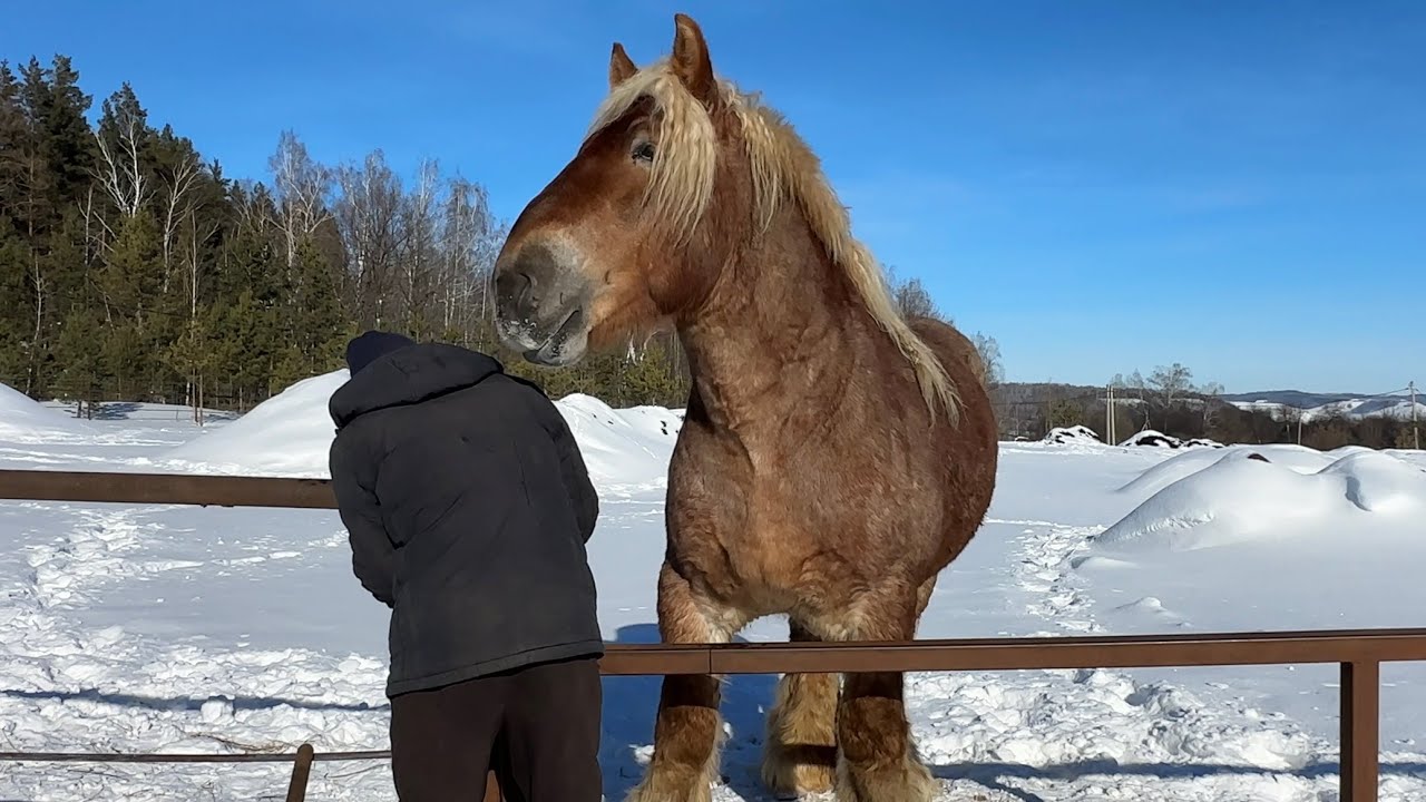Лечить или Резать?