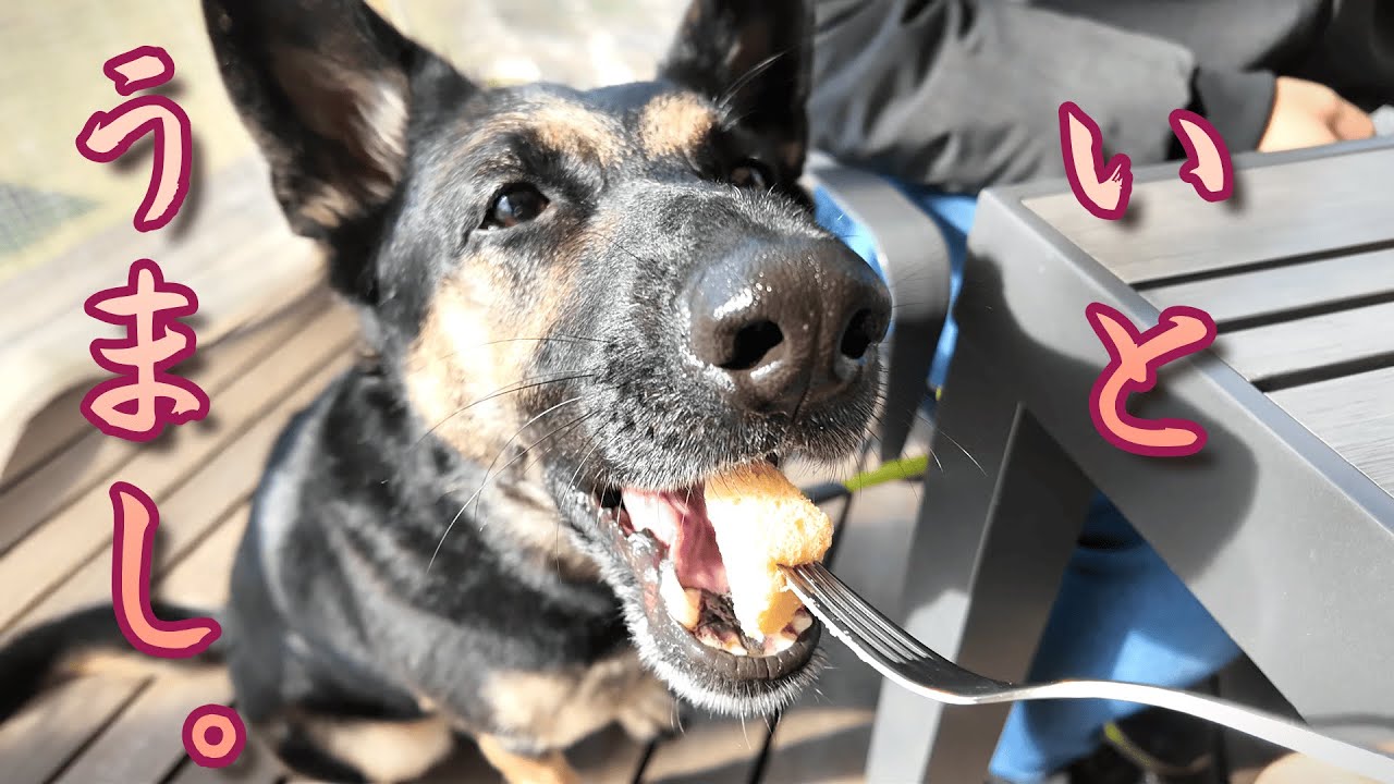 愛犬と訪れたいちごカフェが最高すぎて、リピ確定しましたｗ【ジャーマンシェパード】