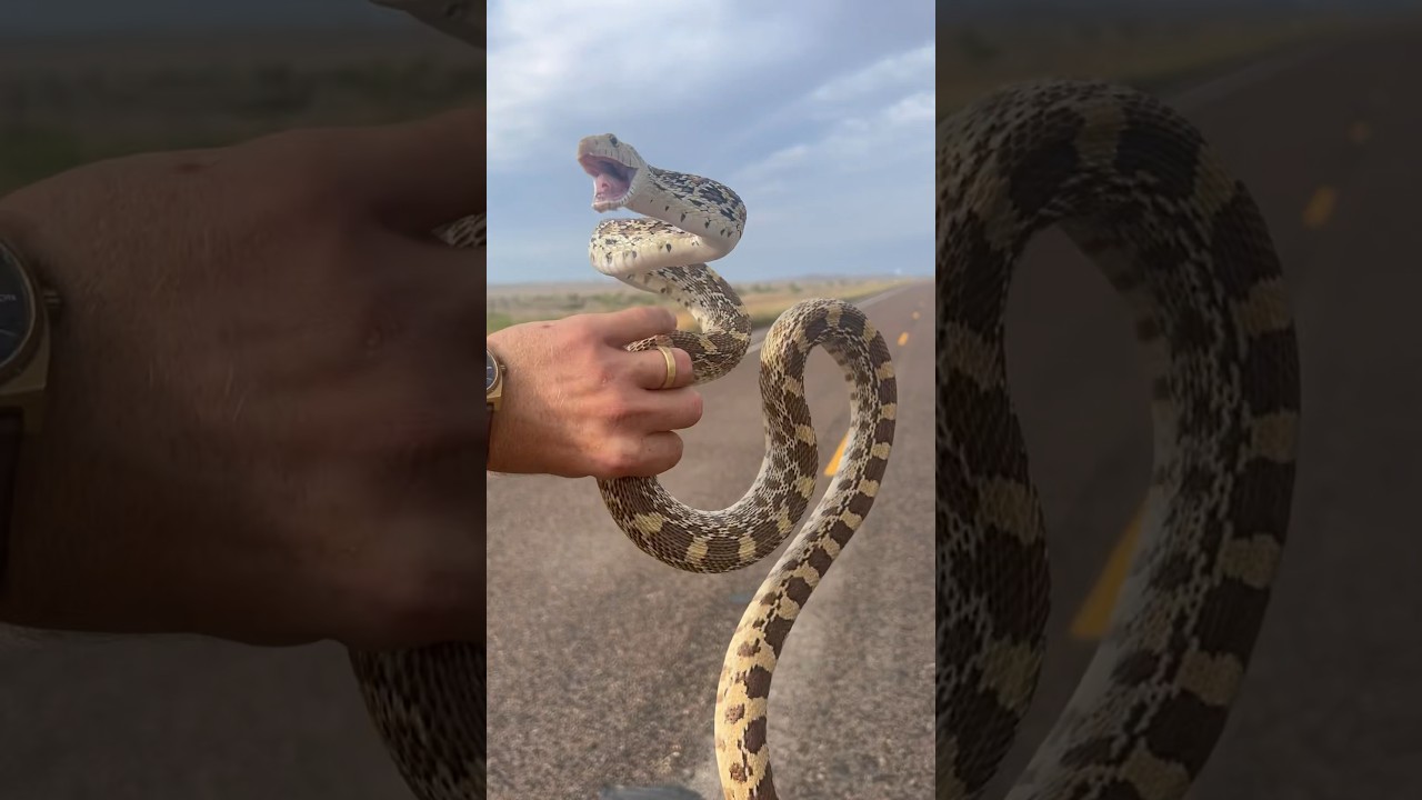 I Found A Friendly Gopher Snake! 😍