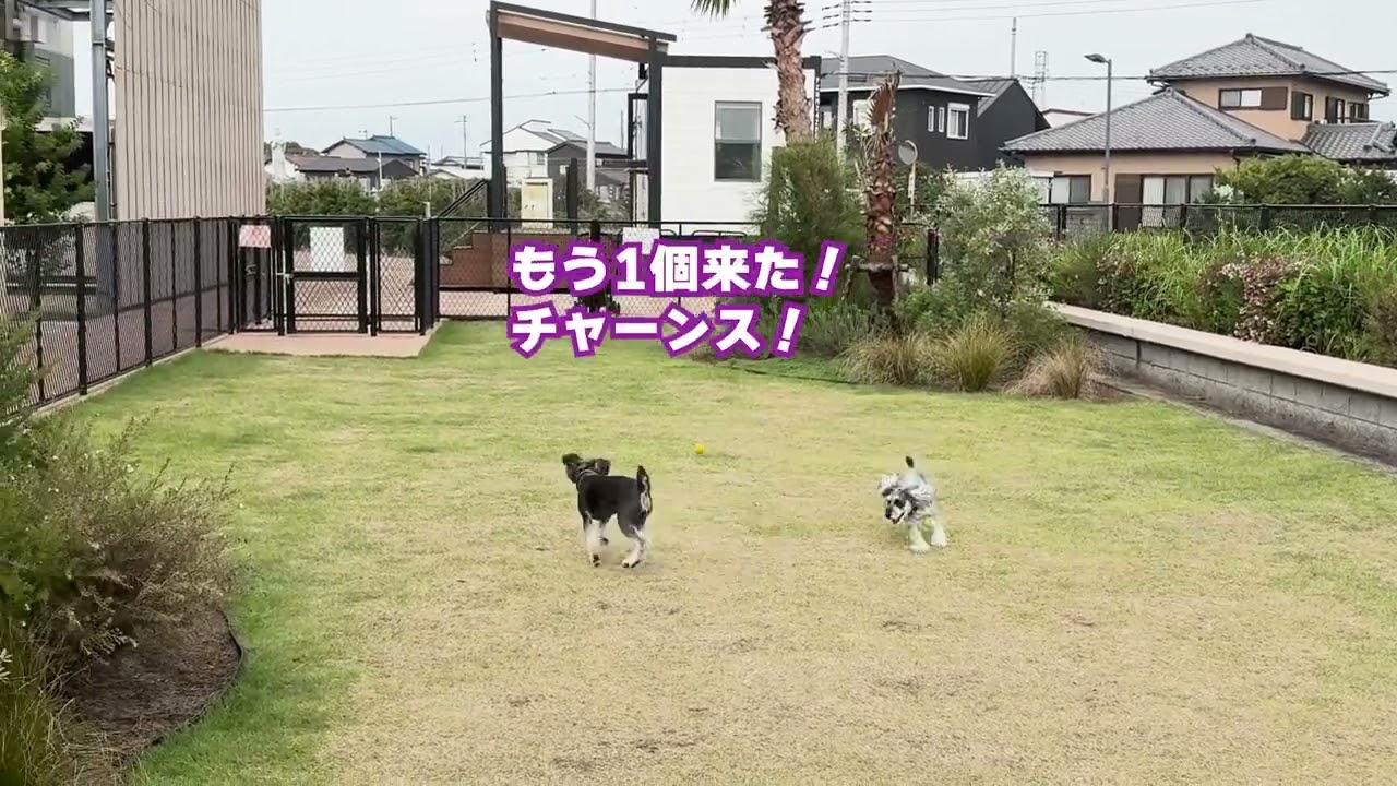 【犬とお出かけ】三井アウトレットパーク木更津に行ってきました！