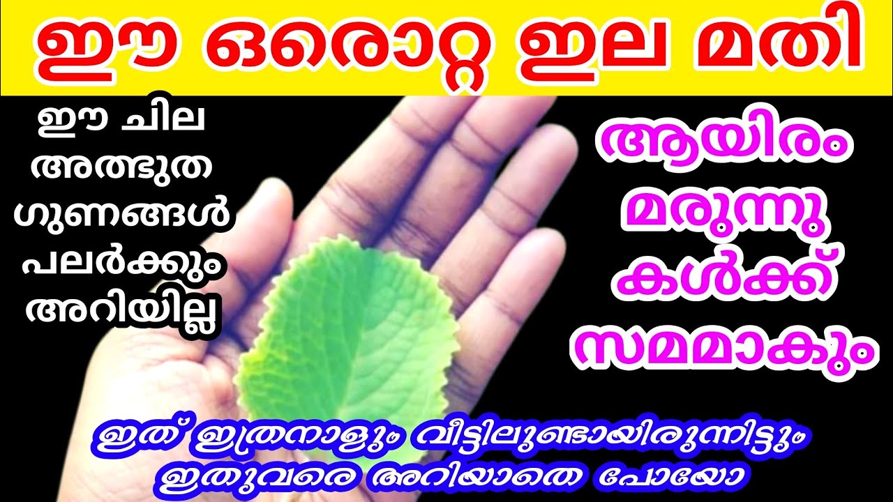 ഈ അത്ഭുത ചെടി വീട്ടിലുള്ളവർ ഇങ്ങനെ ചില ഉപയോഗങ്ങൾ അറിഞ്ഞിരിയ്ക്കേണം | Home remedies in malayalam
