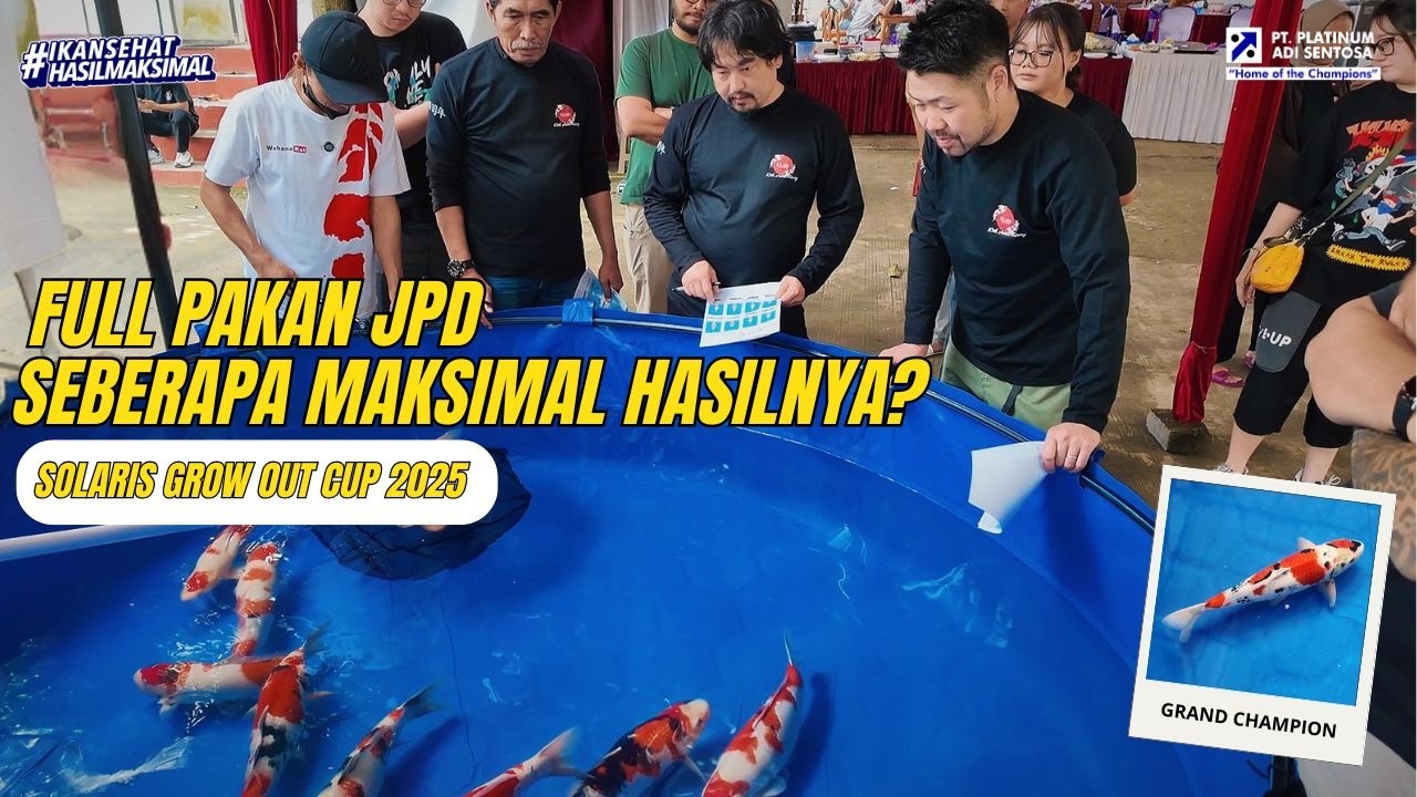 SANKE VS SHOWA! SIAPA YANG PALING MAKSIMAL?! SOLARIS KOI INDONESIAN MUDPOND GROW OUT CUP 2025!