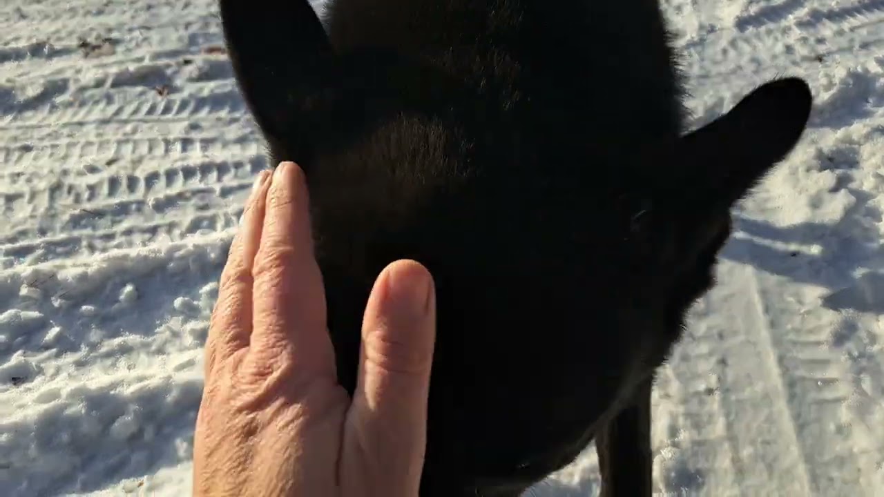 В цьому відео показую нову ділянку.