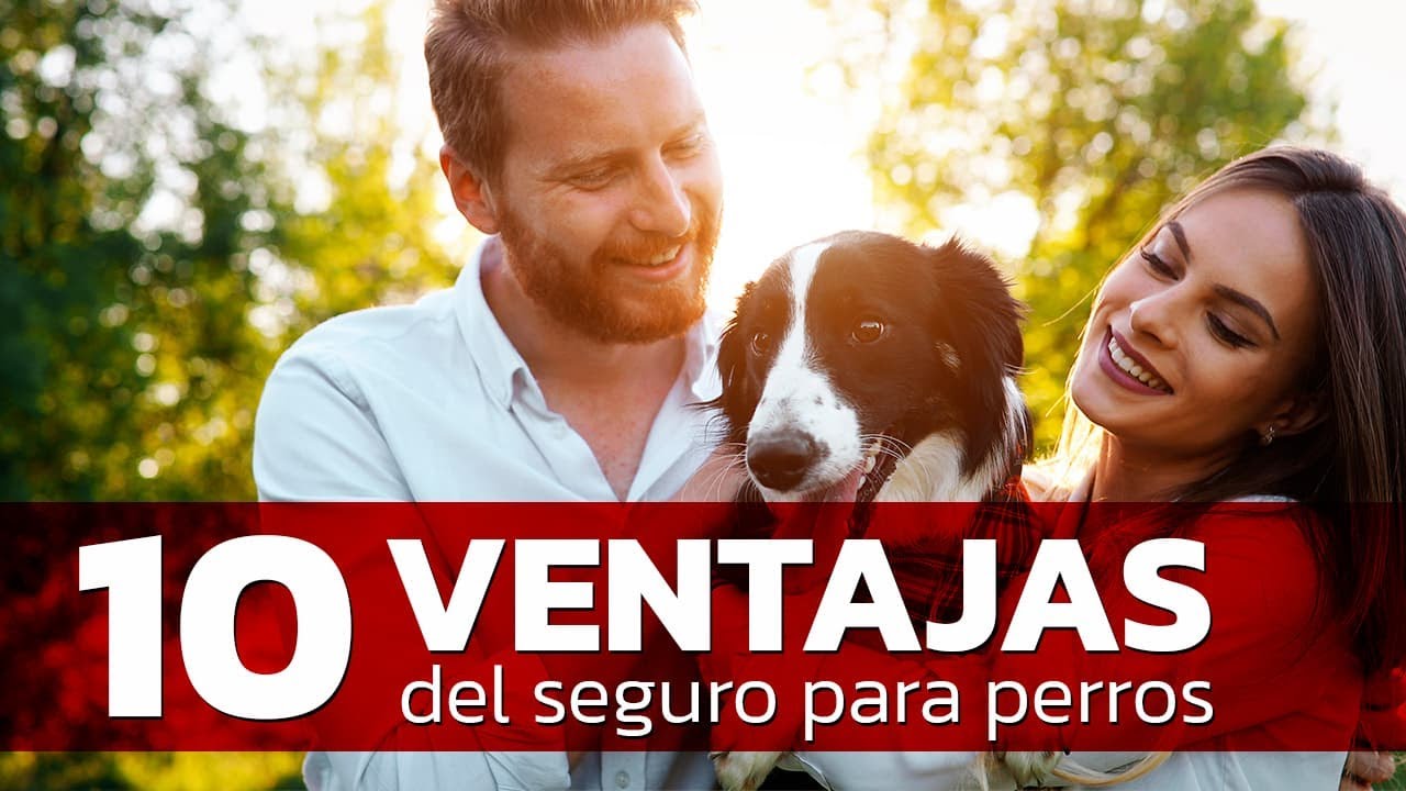 Seguro para Perros: 10 Ventajas de los Seguros para Perros de Terránea