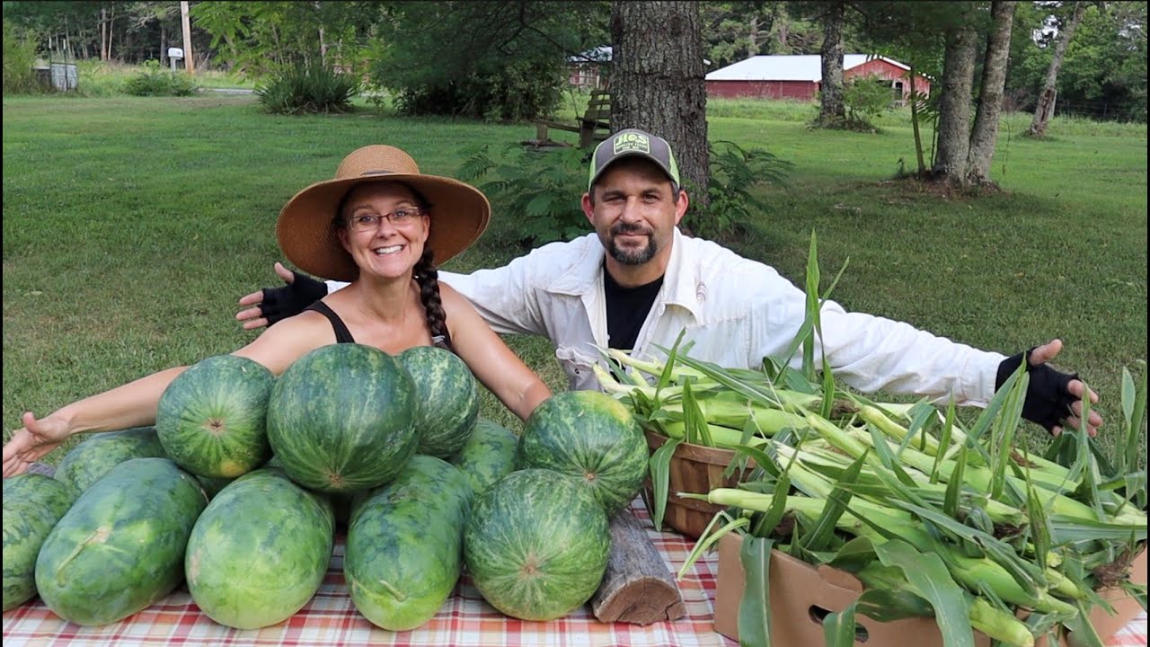 We were COMPLETELY SHOCKED!  The WATERMELON and SWEET CORN are READY for HARVEST!