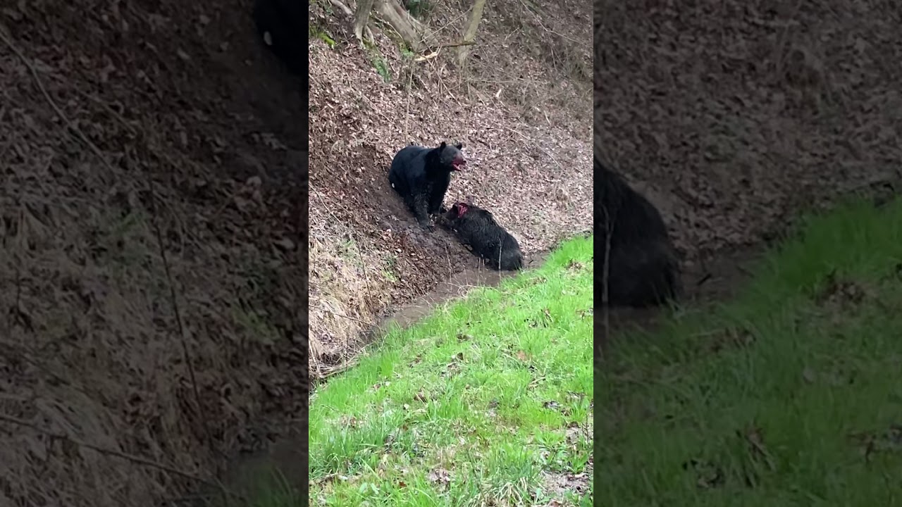 Black Bear VS Wild Hog! - Gatlinburg,TN.