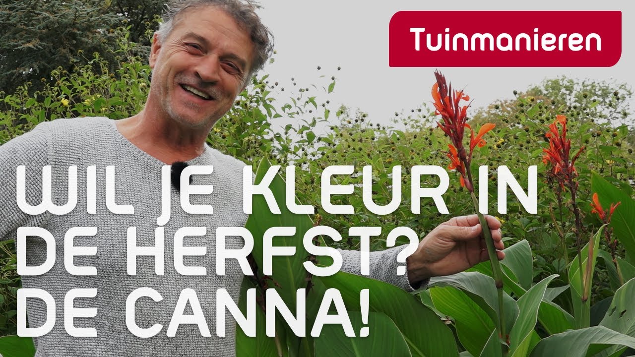 Wil je kleur in de tuin? Denk aan de CANNA | Plantkennis | Tuinmanieren