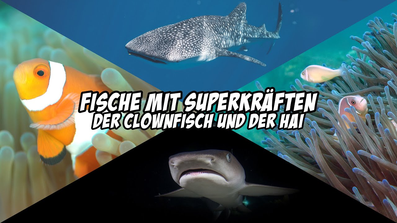 Fische mit Superkr&auml;ften - Der Clownfisch und der Hai