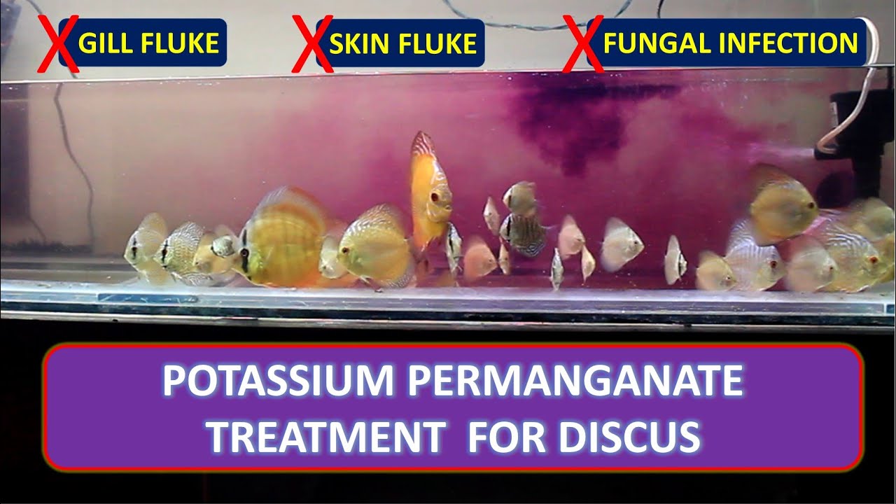 Potassium Permanganate treatment | PP treatment for Discus | Fungal Infection treatment for Discus
