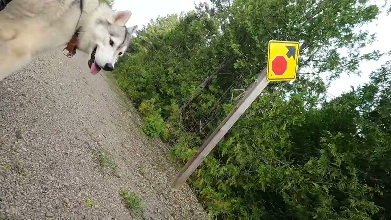 Siberian Husky Puppy Urban Mushing