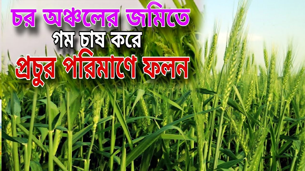 চরের বালুমাটিতে গম চাষ করে দারুণ ফলন! সঠিক পদ্ধতি জানুনচর এলাকার মাটিতে আধুনিক পদ্ধতিতে গম চাষ 🌾