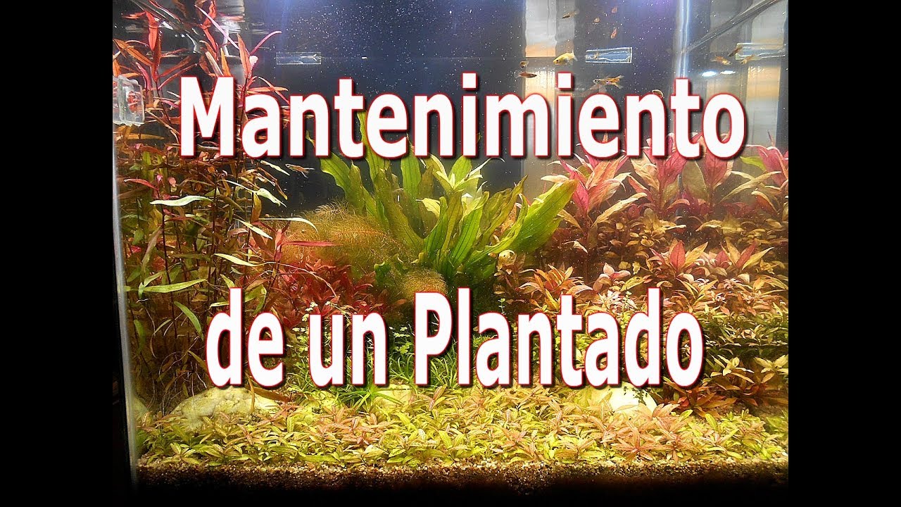 mantenimiento de plantado