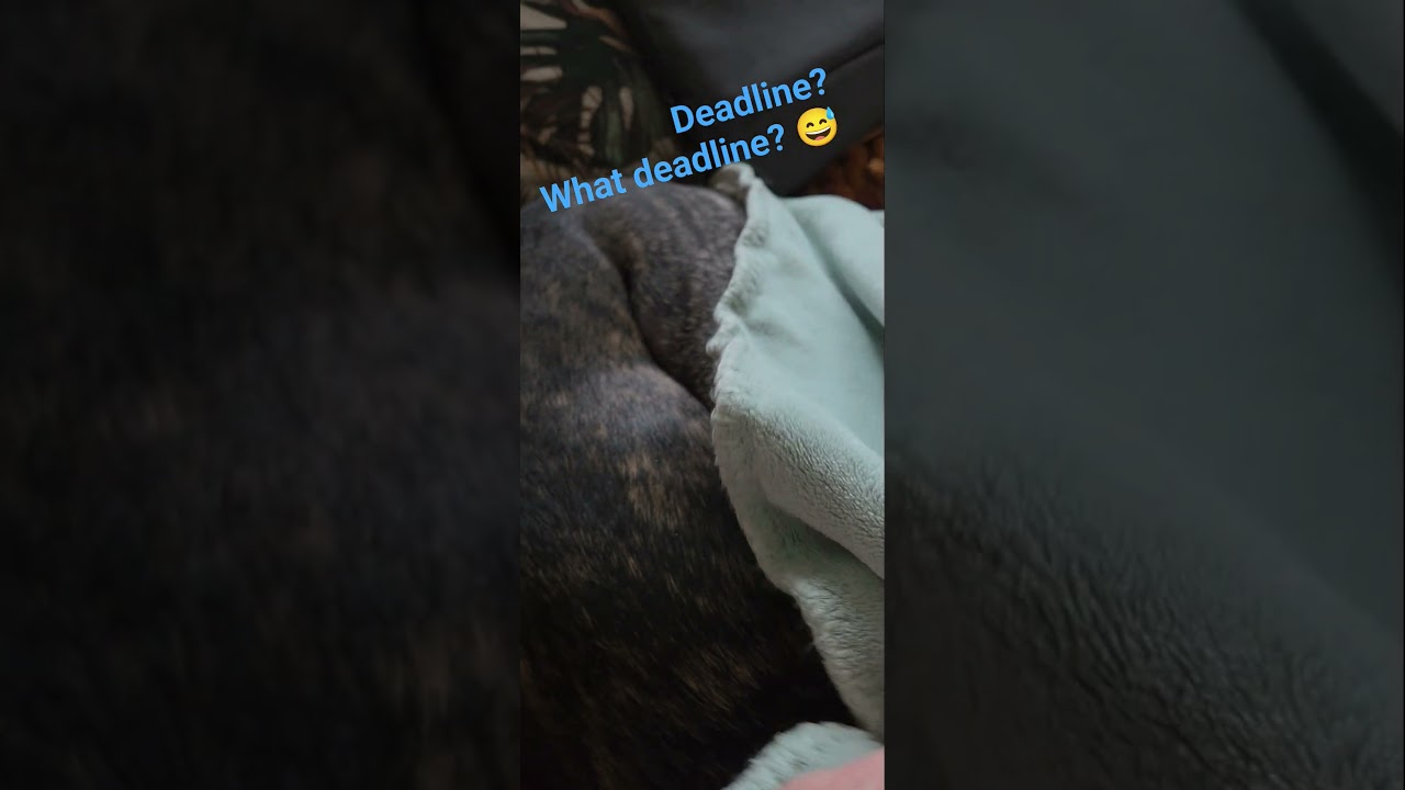 Working from home with dogs 🤣