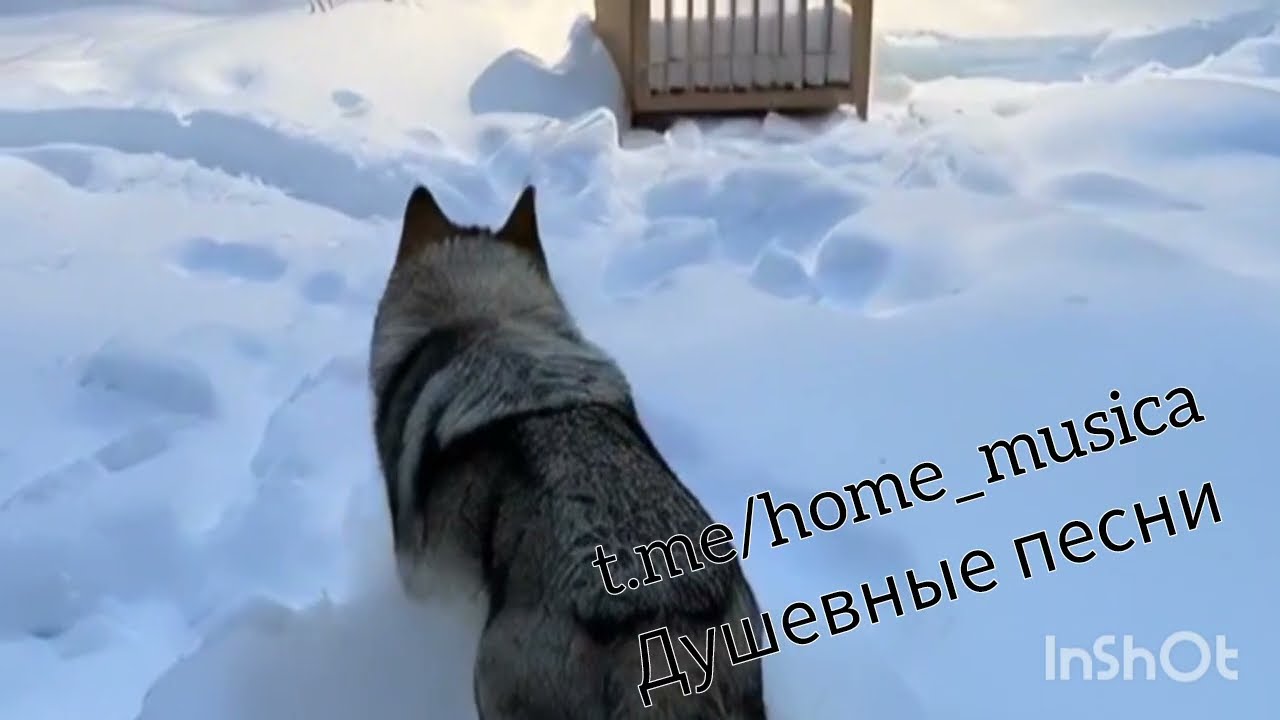 Волки ! Волки! Они ближе чем ты думаешь. Современная колыбельная. Modern lullaby