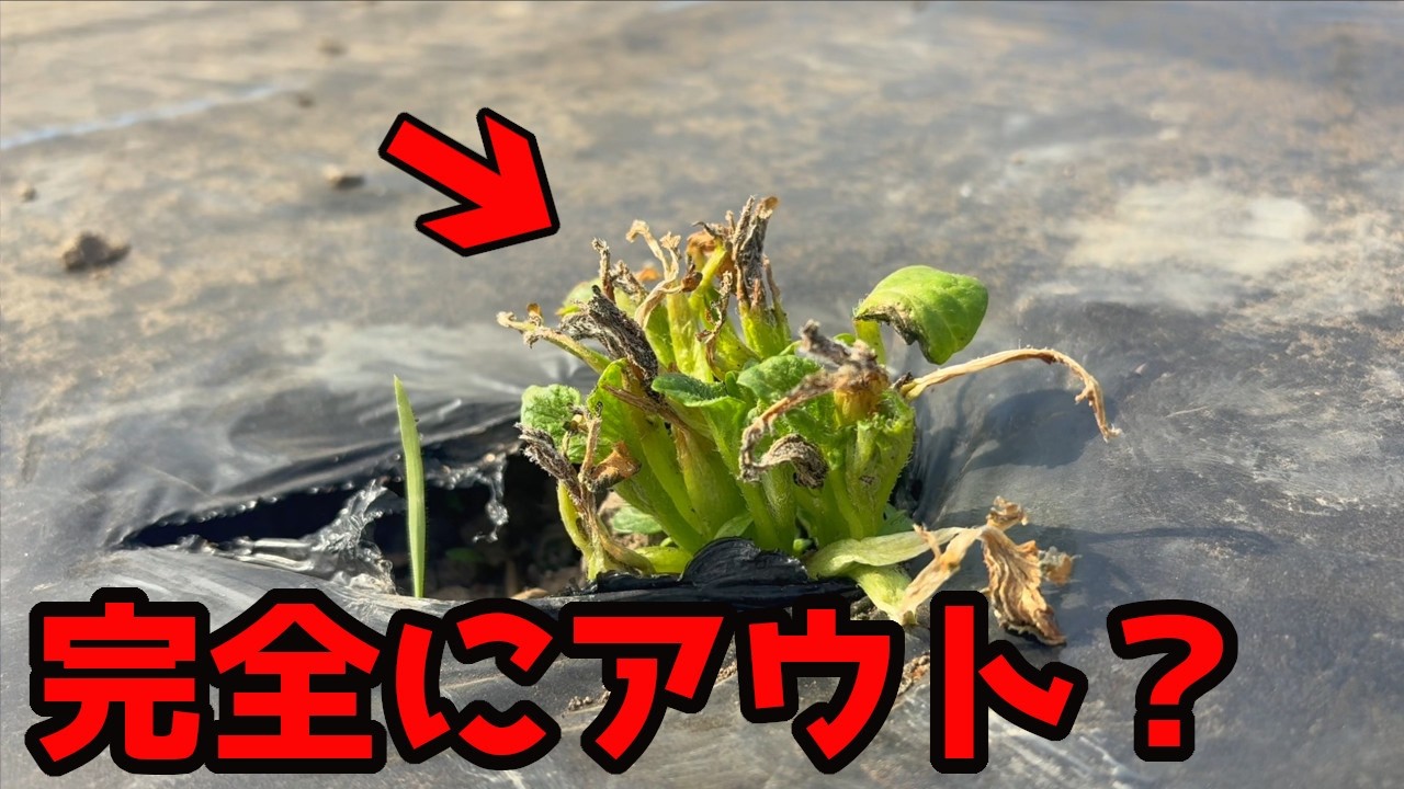 【じゃがいも】ここから復活するためには？【家庭菜園】