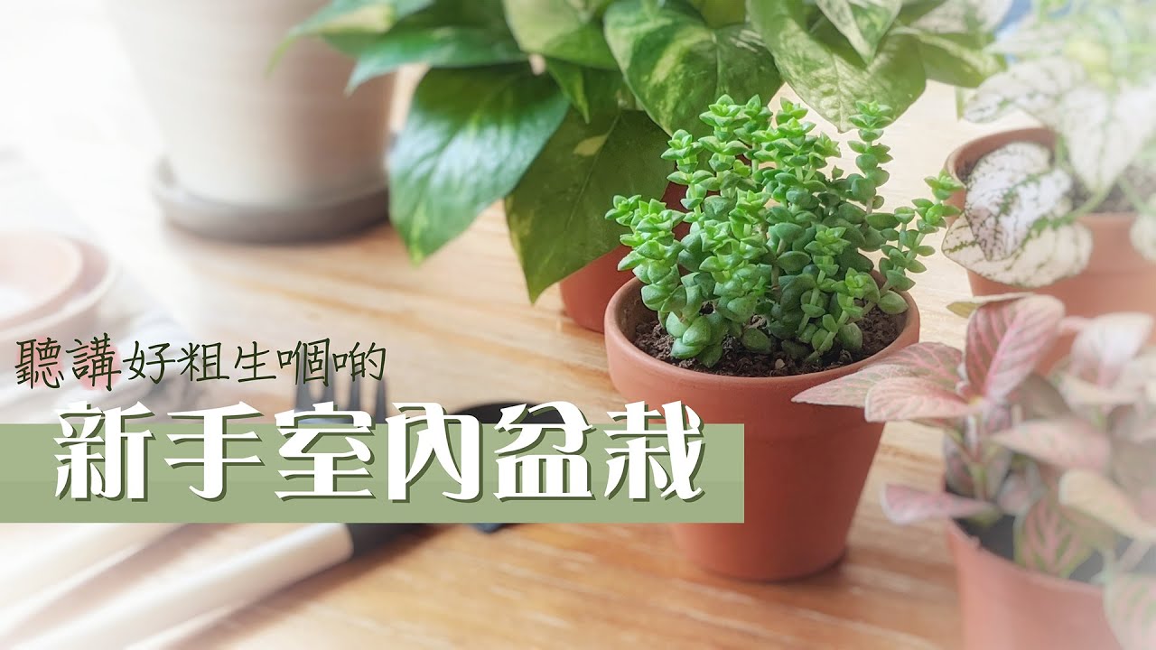 【聽講好粗生嗰啲新手室內盆栽】係唔係真係咁易種？嚟返篇誠實種後感！