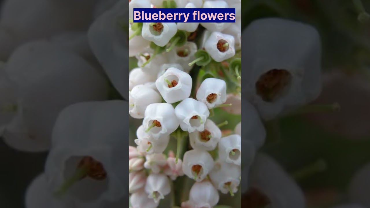 Blueberry flowers