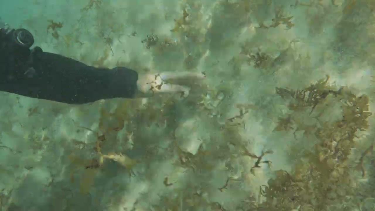 Buceo Fernando de Noronha Puerto de San Antonio 1ra parte
