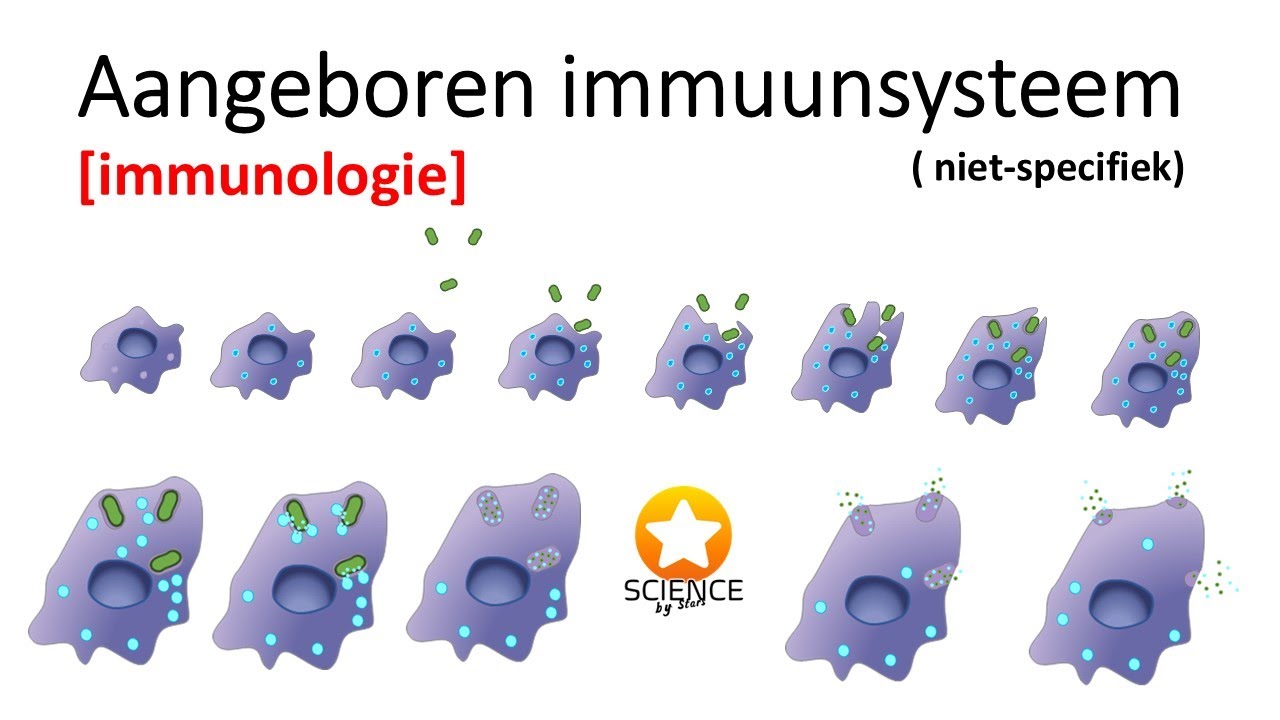 Aangeboren (niet-specifiek) immuunsysteem [ Immunologie ]