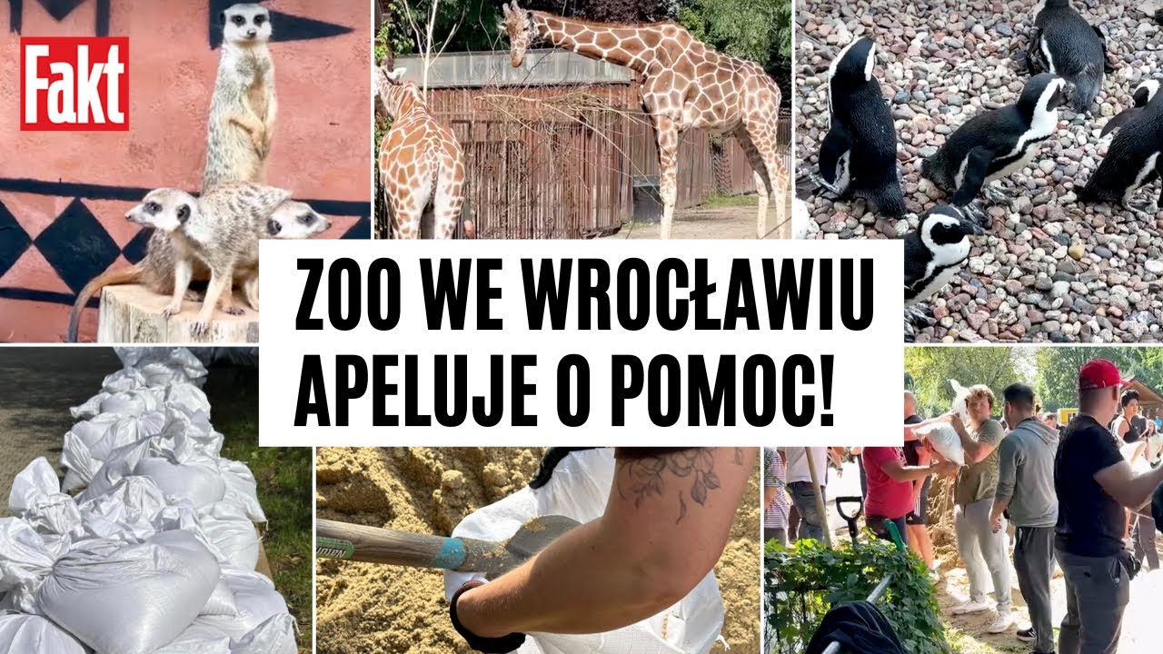 ZOO we Wrocławiu prosi o POMOC! Wolontariusze zabezpieczają zwierzęta przed powodzią | FAKT.PL