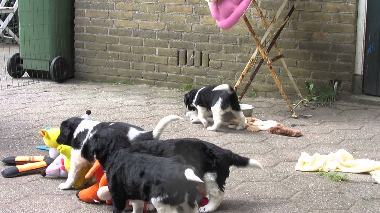 Onze 5 schattige Friese stabij pups - Pingjum