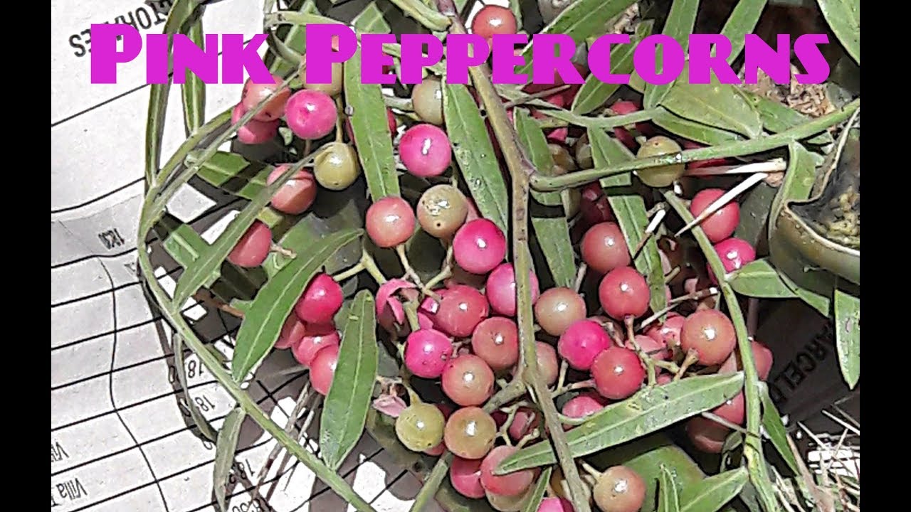 Fresh Pink Peppercorn Review - Weird Fruit Explorer Ep 204