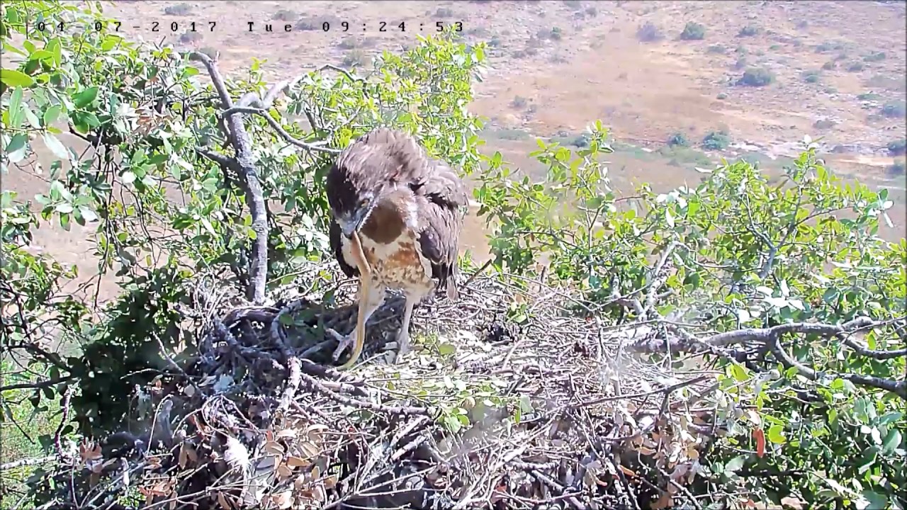 קרבות אוויר - Israel Raptor Nest Cam