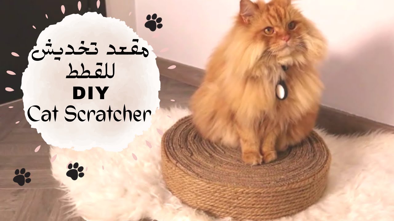 طريقة صنع خداشة للقطط من الكرتون 🐾 | DIY Cat Scratcher