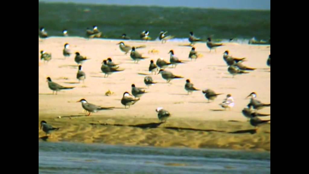 Egypt bird watching tours