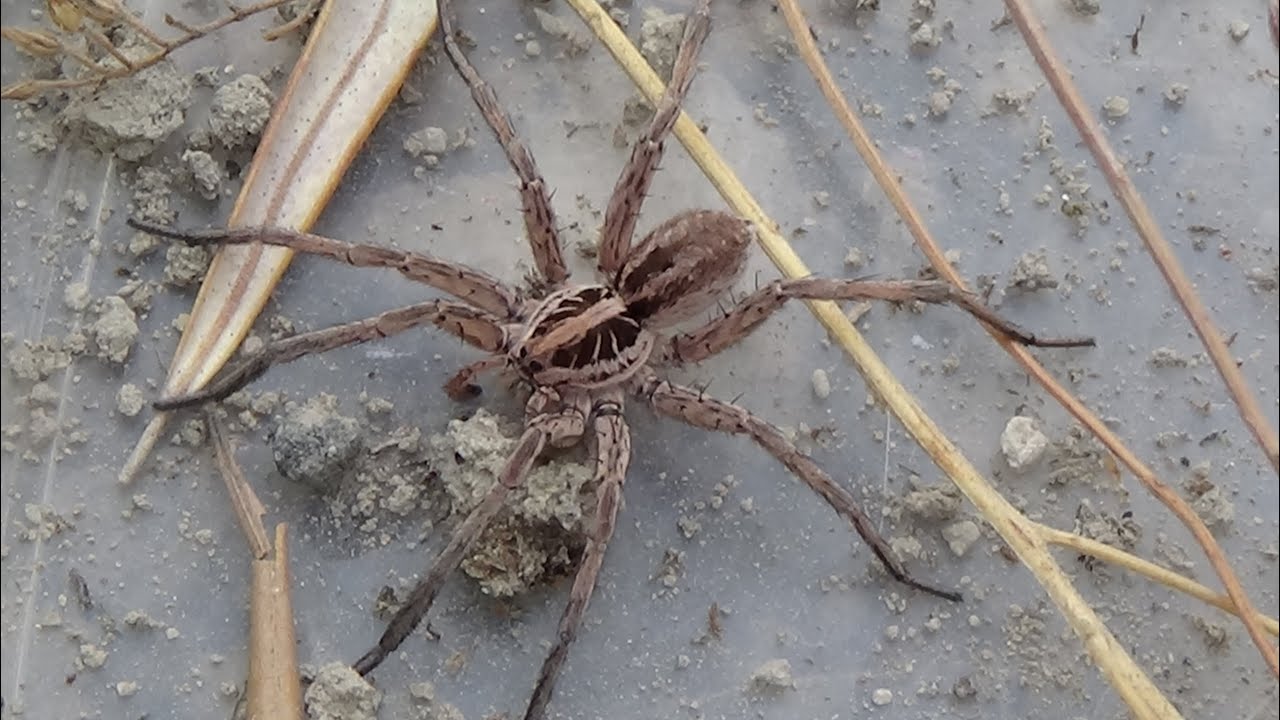 Tarántula radiada (Hogna radiata). Criaturas de pesadilla. GONZALO.