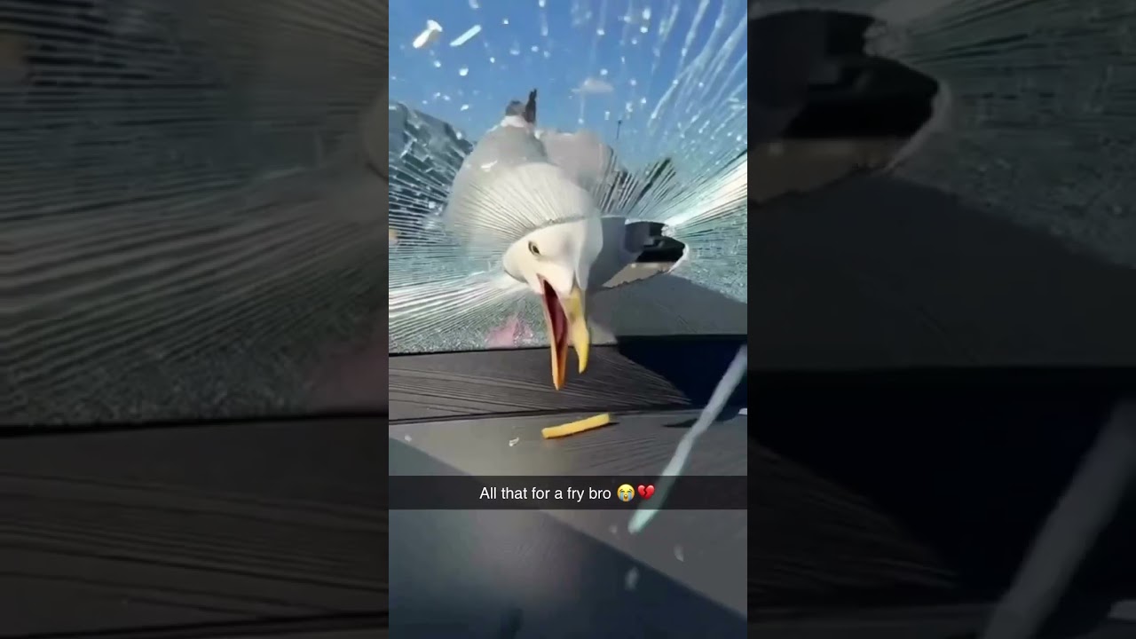 Seagull destroys car to get fry #funny #cars #memes #ai #trending #shorts #seagulls #expensive #fail