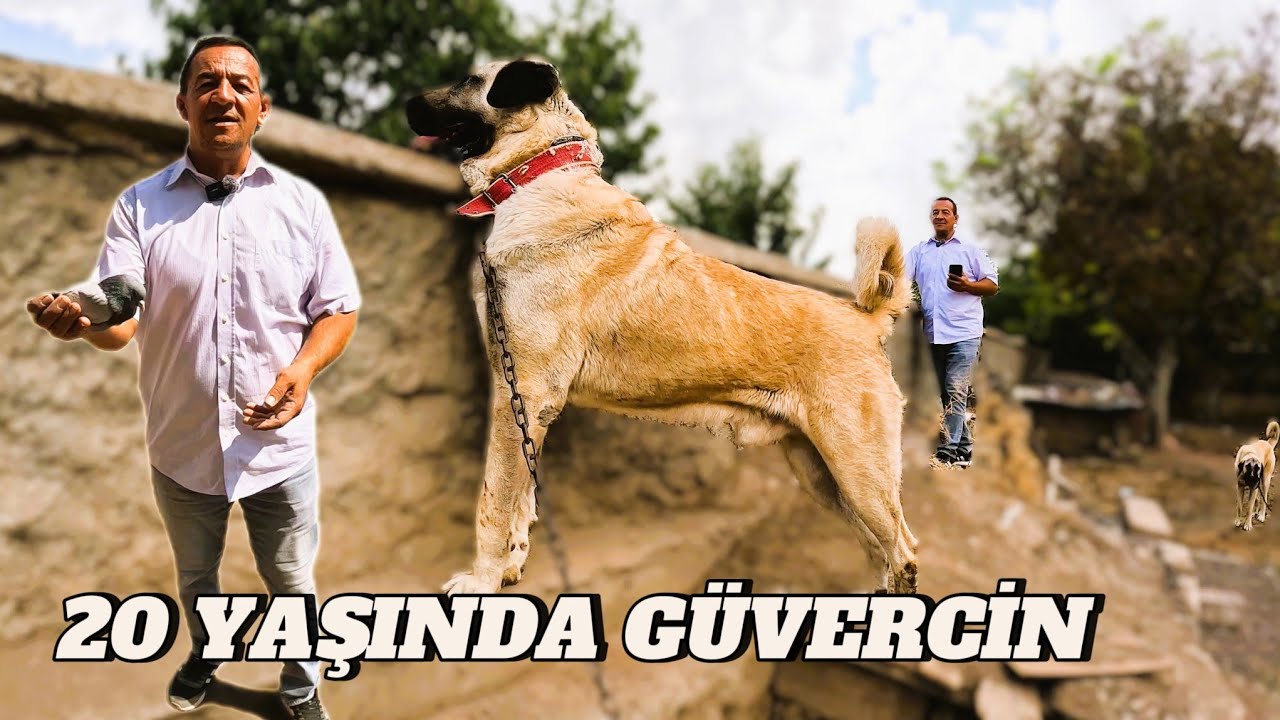 20 YILLIK EFSANE GÜVERCİNİN SOYUNU BESLİYOR.MARAŞLI DELİ SOYU TOSUN.