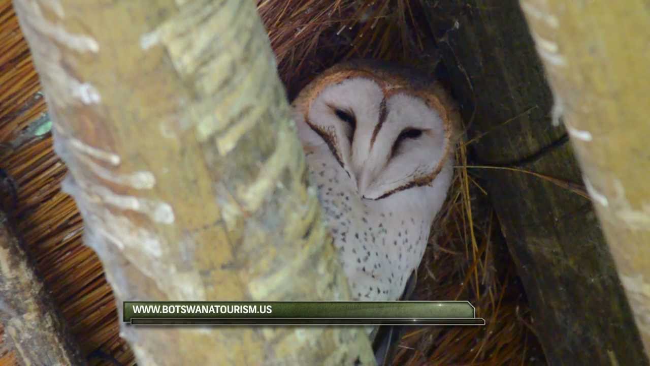 Pel's Fishing Owl, Okavango, Botswana