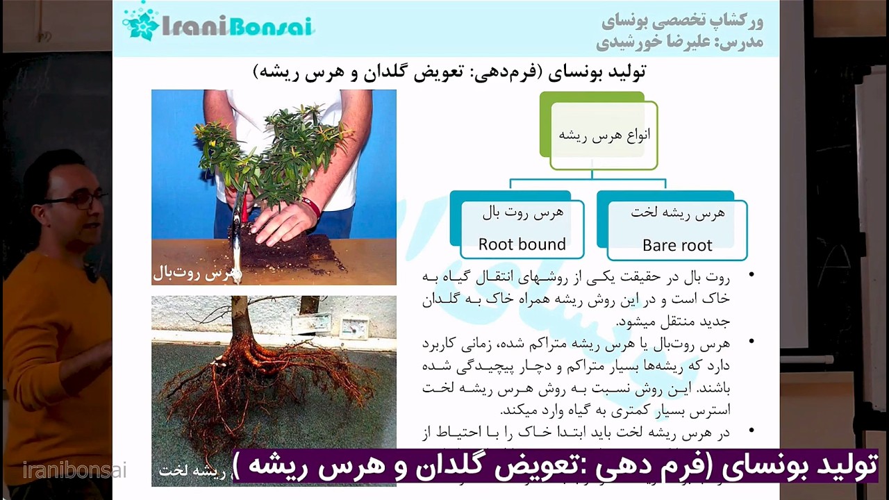 جلسه بیست‌وچهارم: آموزش تعویض گلدان بونسای | اصول هرس ریشه و نگهداری حرفه‌ای 🌱